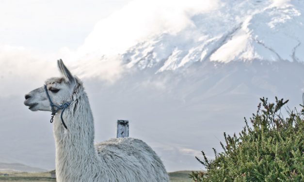 La lista de tareas esenciales previas al viaje de Ecuador