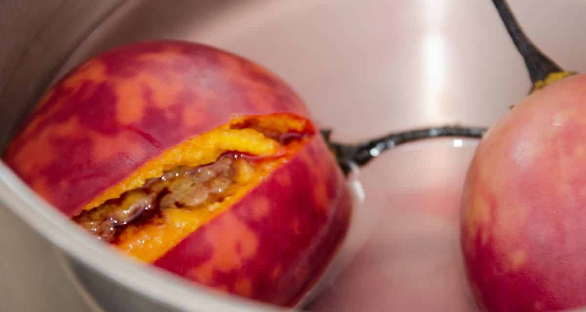 Look Out USA, Here Comes The Tree Tomato!