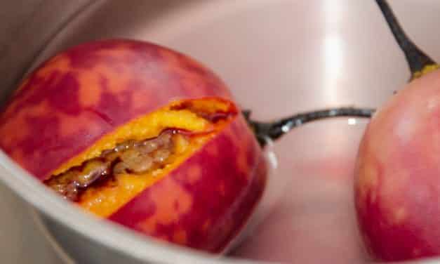 Look Out USA, Here Comes The Tree Tomato!