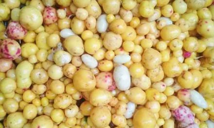 ¿Qué es el Melloco?