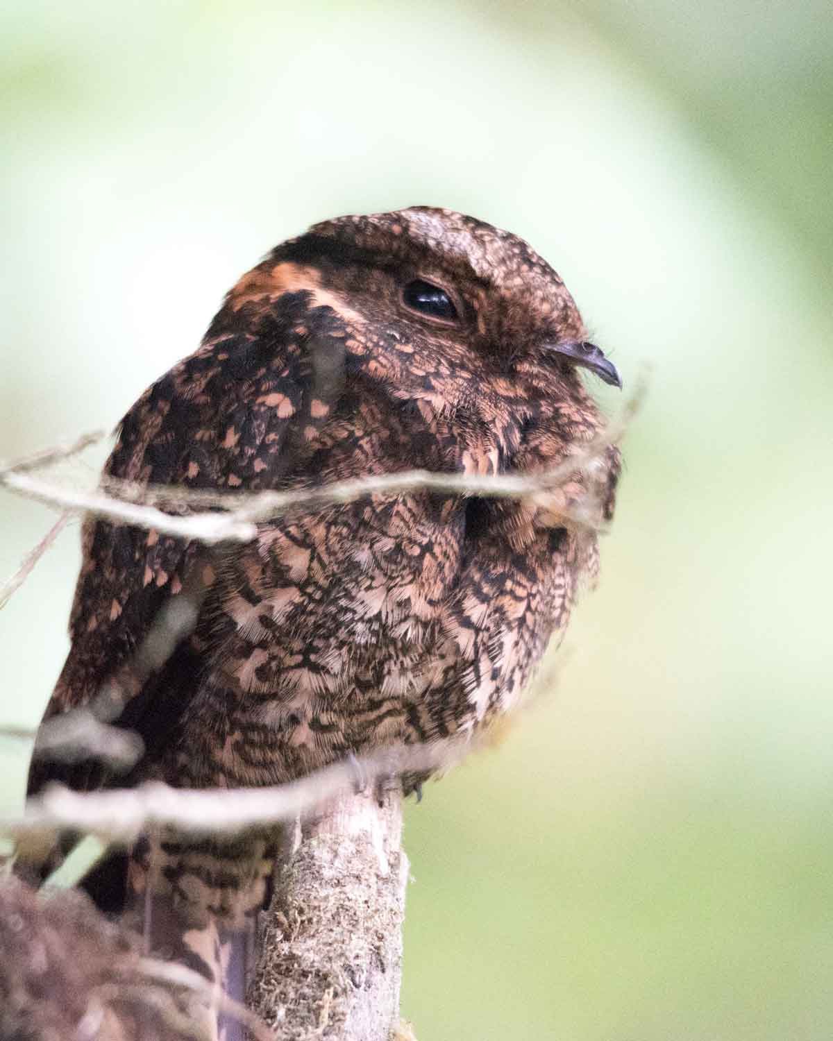 Un potoo común visto cerca de Mashpi, Ecuador | ©Angela Drake Un potoo común visto cerca de Mashpi, Ecuador | ©Angela Drake