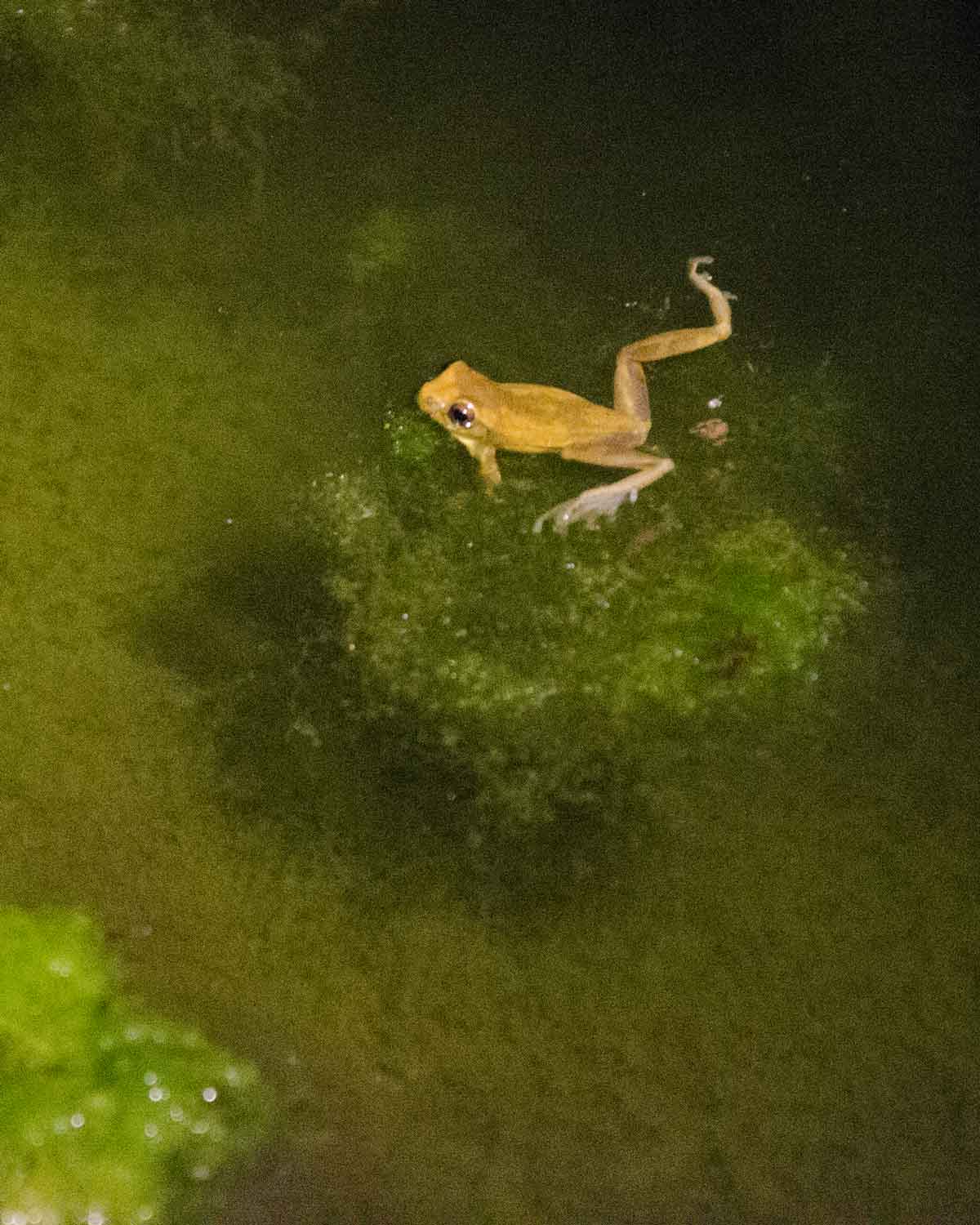 Una rana no identificada vista en el Ecolodge San Jorge de Tandayapa | ©Angela Drake Una rana no identificada vista en el Ecolodge San Jorge de Tandayapa | ©Angela Drake