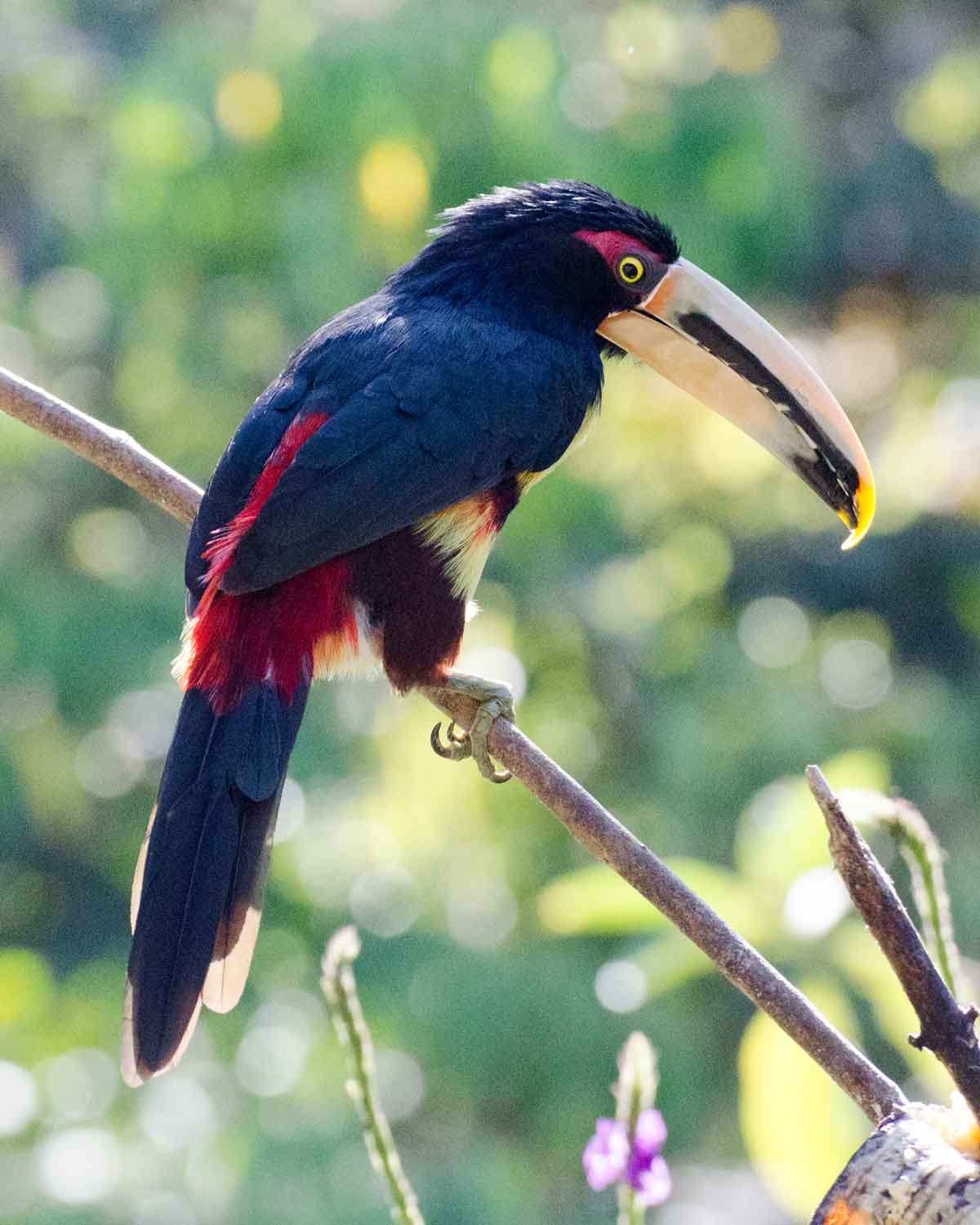 El araçari de mandíbula pálida visto en el Ecolodge San Jorge de Tandayapa | ©Angela Drake El araçari de mandíbula pálida visto en el Ecolodge San Jorge de Tandayapa | ©Angela Drake