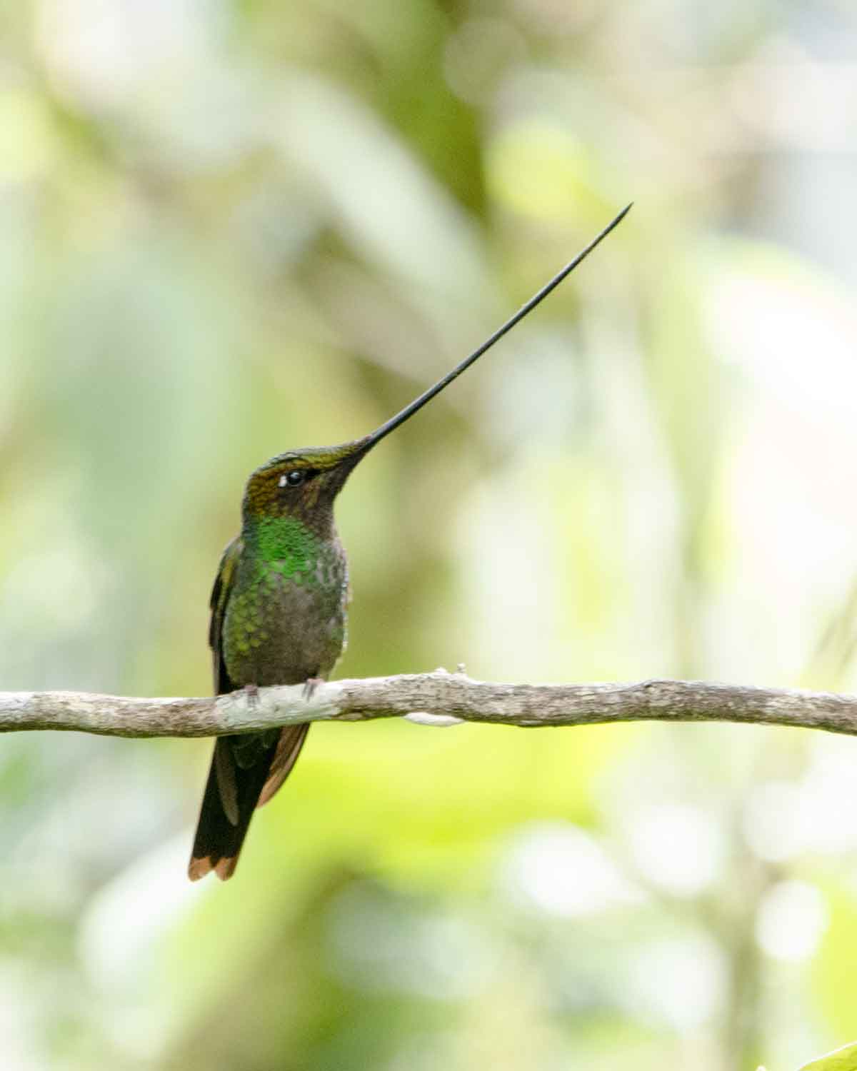 Un colibrí picoespada visto en la Reserva Yanacocha | ©Angela Drake Un colibrí picoespada visto en la Reserva Yanacocha | ©Angela Drake