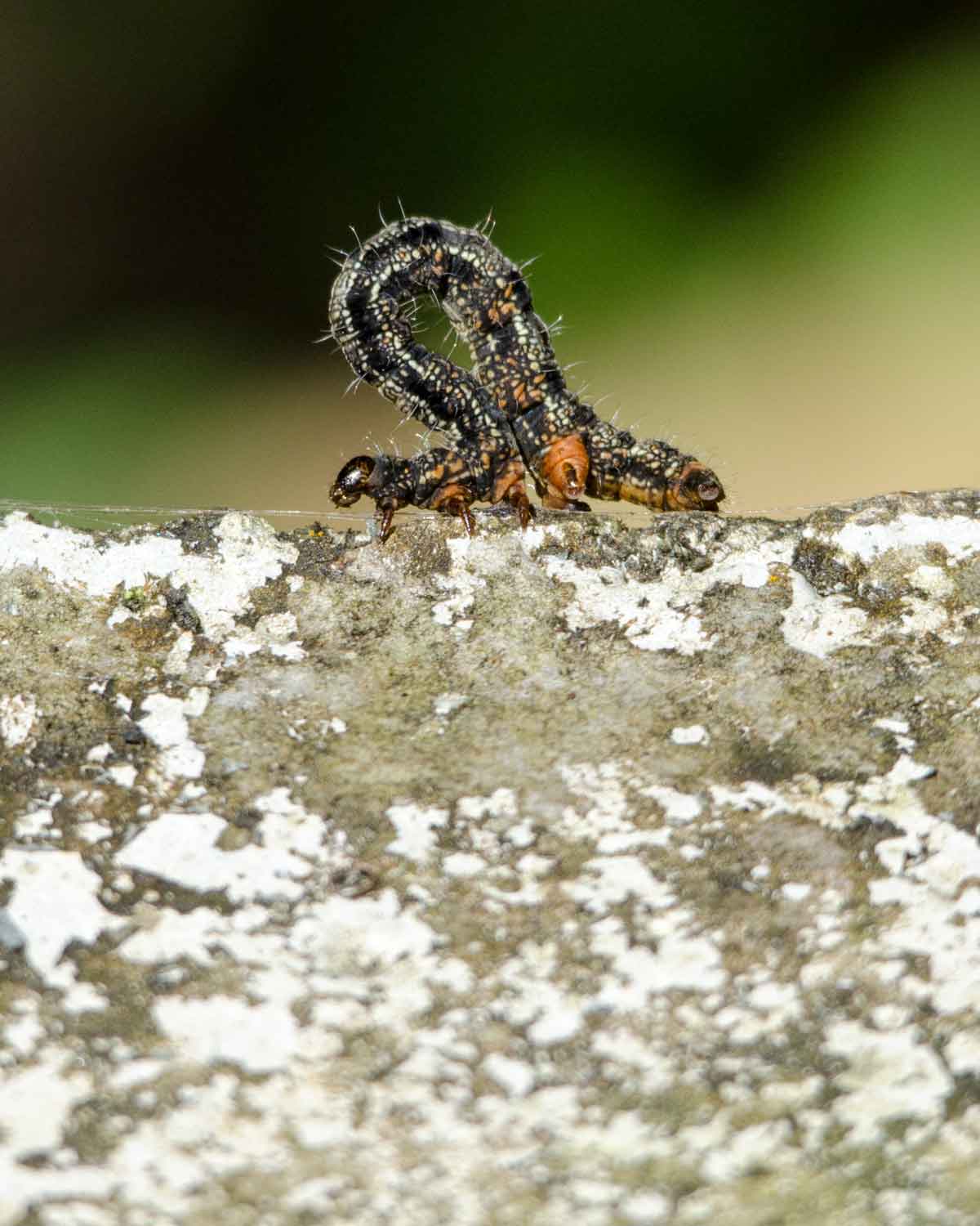 Un gusano medidor no identificado visto en el Ecolodge San Jorge de Tandayapa | ©Angela Drake Un gusano medidor no identificado visto en el Ecolodge San Jorge de Tandayapa | ©Angela Drake