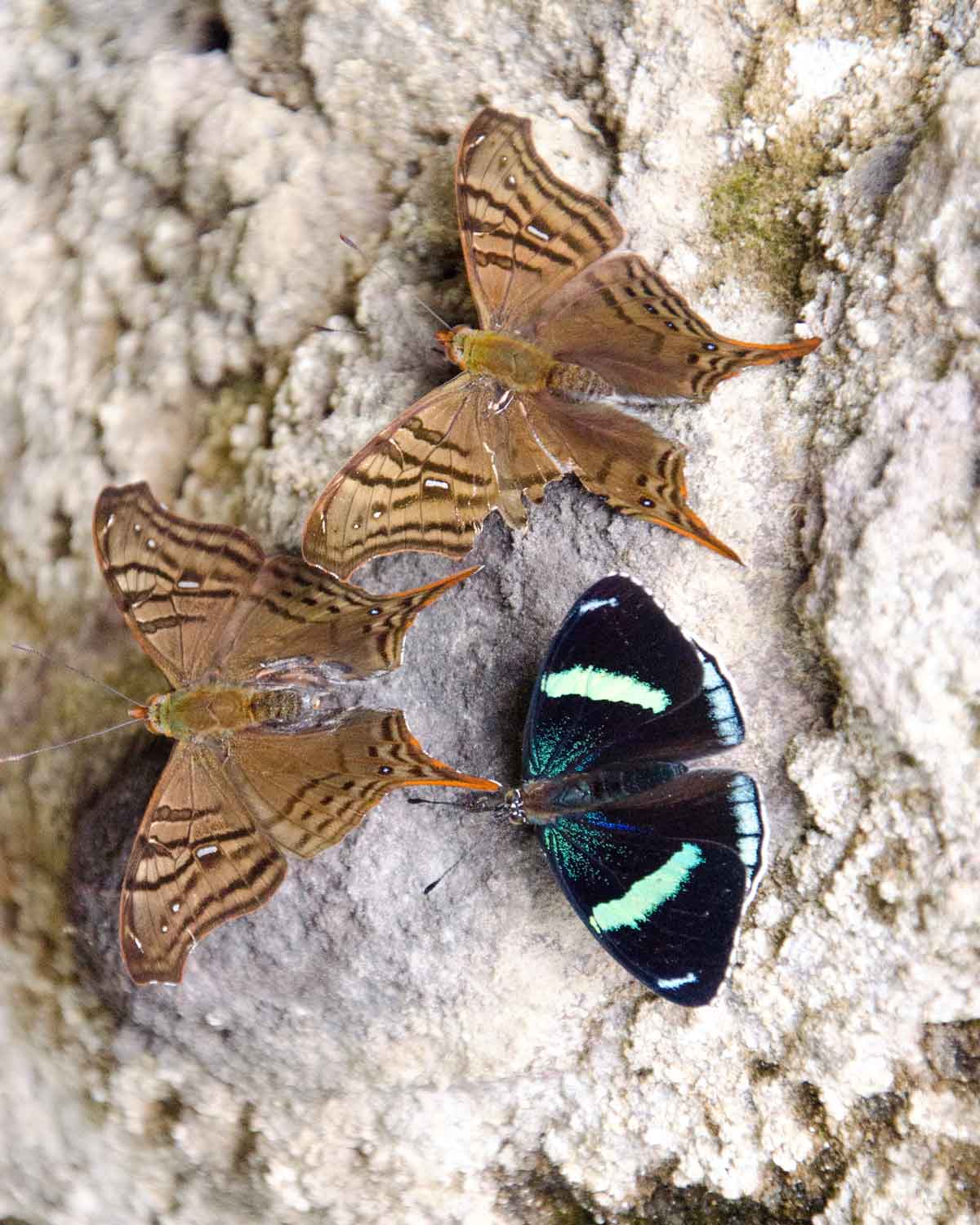Mariposas no identificadas vistas en la carretera Nono-Mindo | ©Angela Drake Mariposas no identificadas vistas en la carretera Nono-Mindo | ©Angela Drake