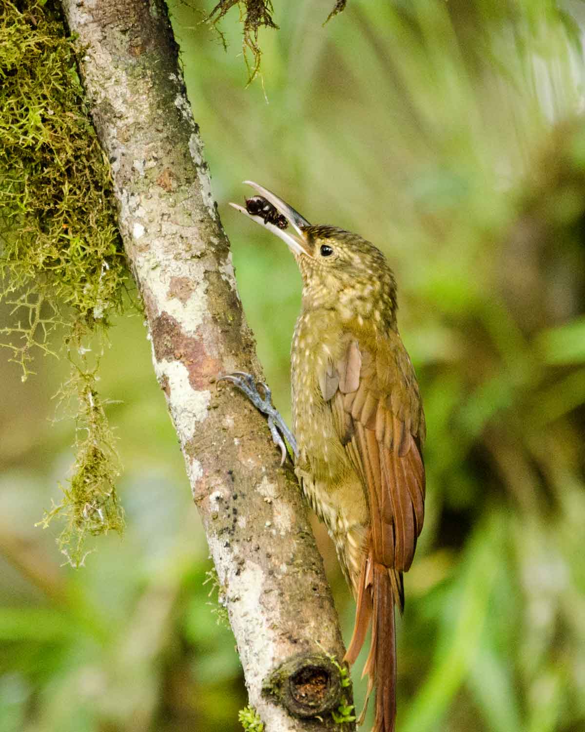 Un trepador de pico fuerte visto en el Ecolodge San Jorge de Milpe | ©Angela Drake Un trepador de pico fuerte visto en el Ecolodge San Jorge de Milpe | ©Angela Drake