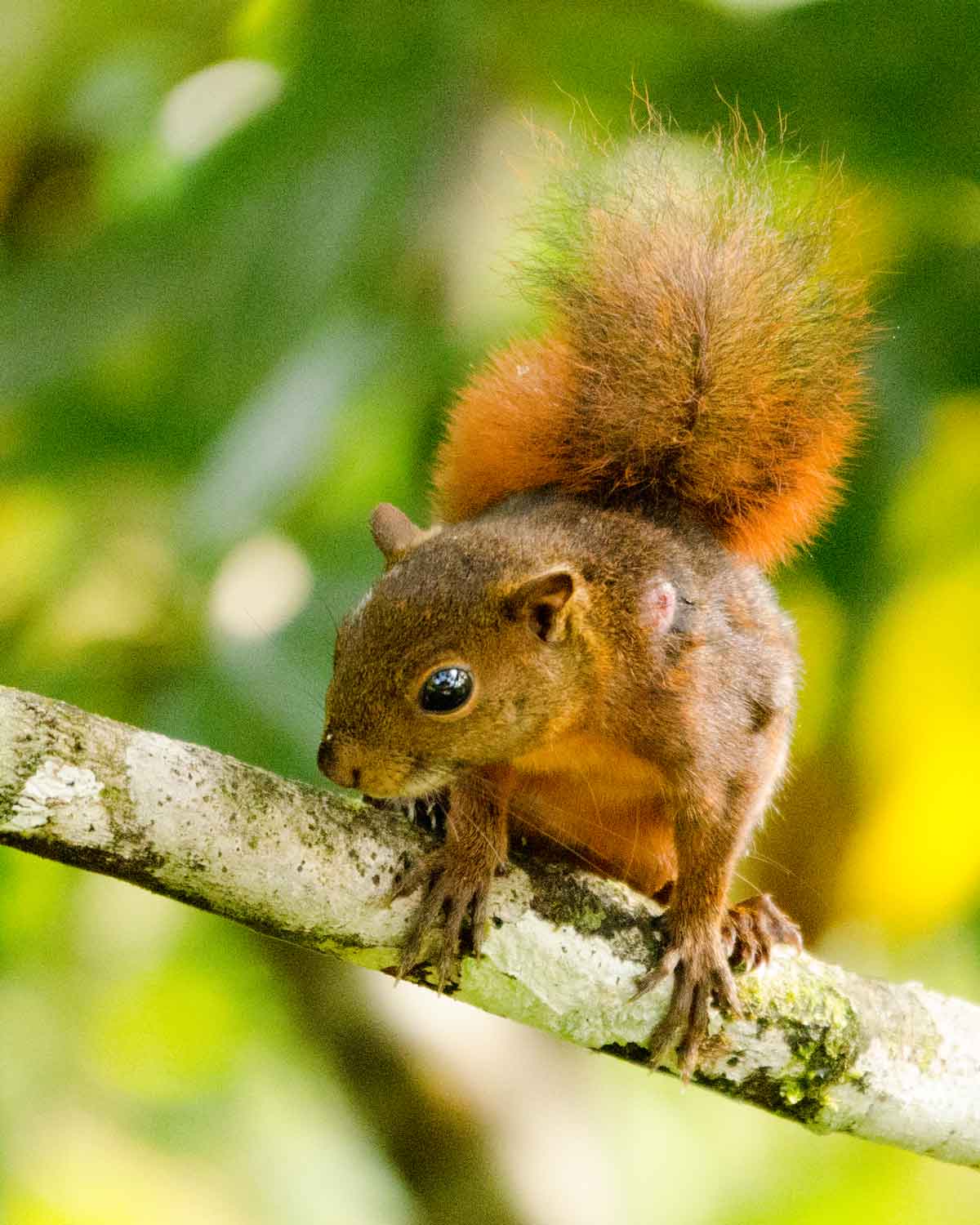 Una ardilla no identificada en el Ecolodge San Jorge de Milpe | ©Angela Drake Una ardilla no identificada en el Ecolodge San Jorge de Milpe | ©Angela Drake