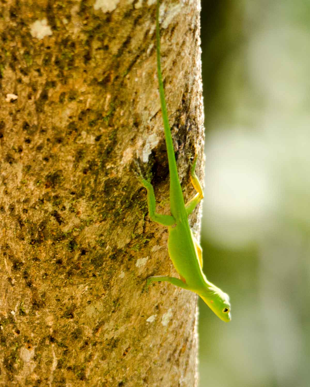 Un lagarto anolis no identificado visto en el Ecolodge San Jorge de Milpe | ©Angela Drake Un lagarto anolis no identificado visto en el Ecolodge San Jorge de Milpe | ©Angela Drake