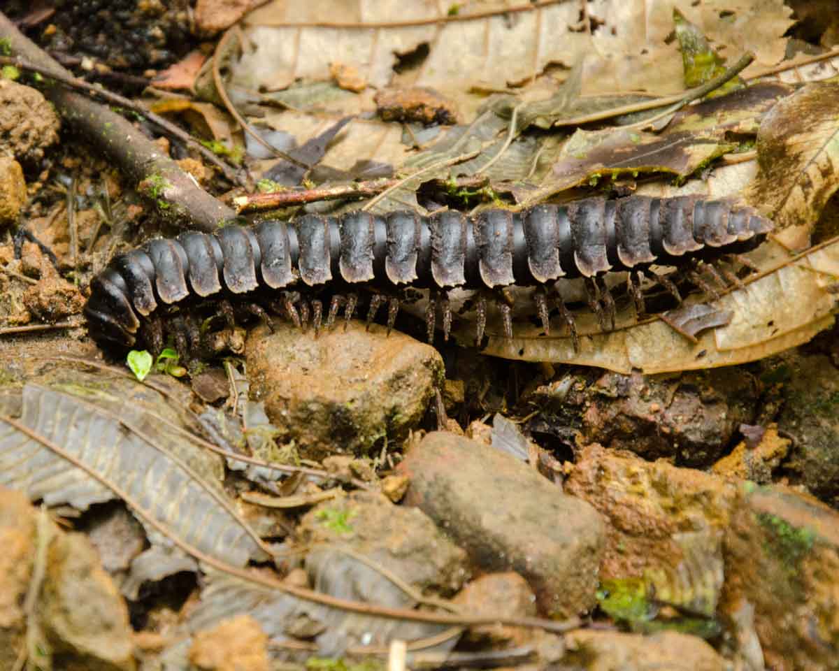 Una oruga no identificada vista en el Ecolodge San Jorge de Milpe | ©Angela Drake Un ciempiés no identificado visto en el Ecolodge San Jorge de Milpe | ©Angela Drake