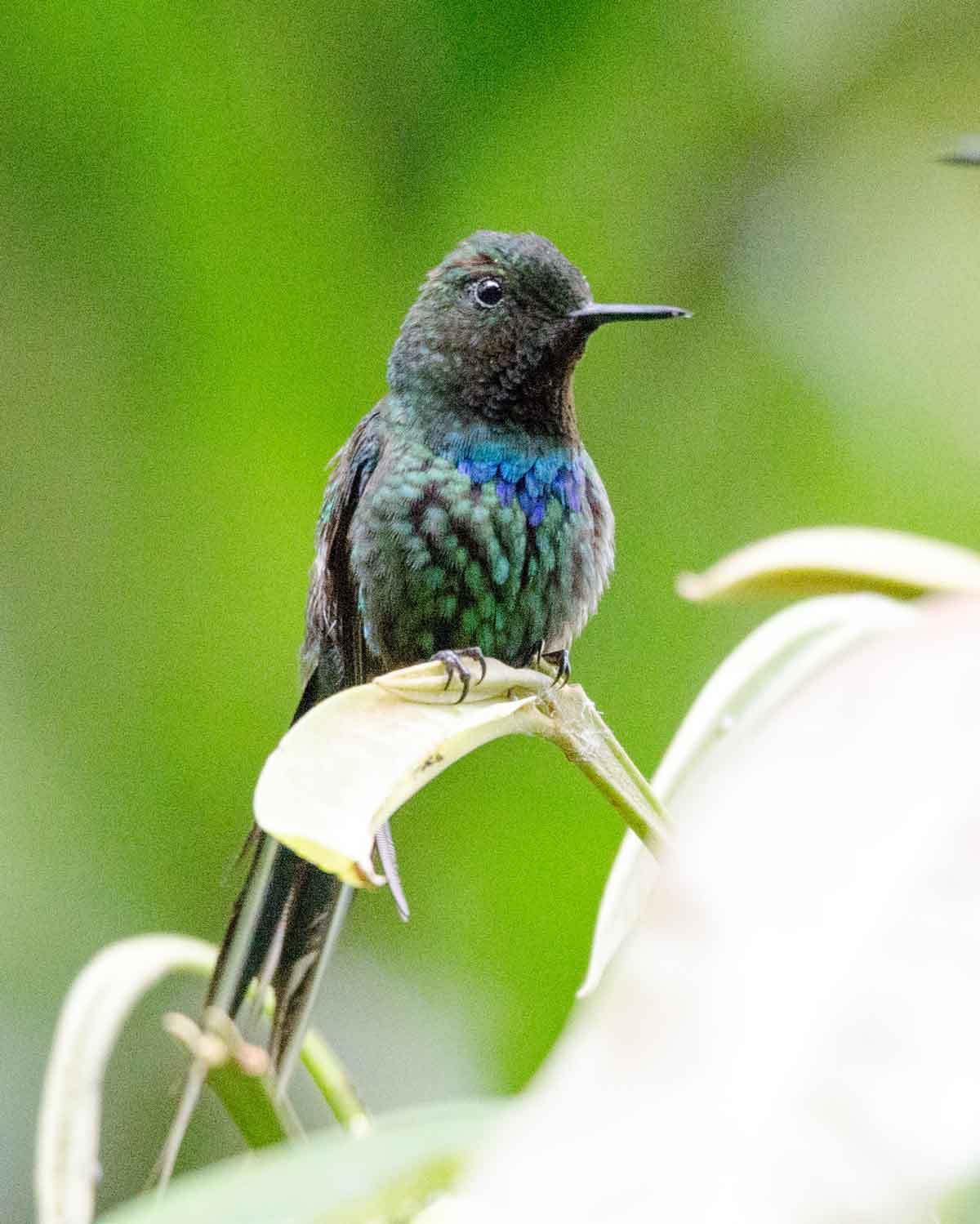 Un colibrí colicastaño verde visto en la Mindo Cloud Forest Foundation | ©Angela Drake Un colibrí colicastaño verde visto en la Mindo Cloud Forest Foundation | ©Angela Drake