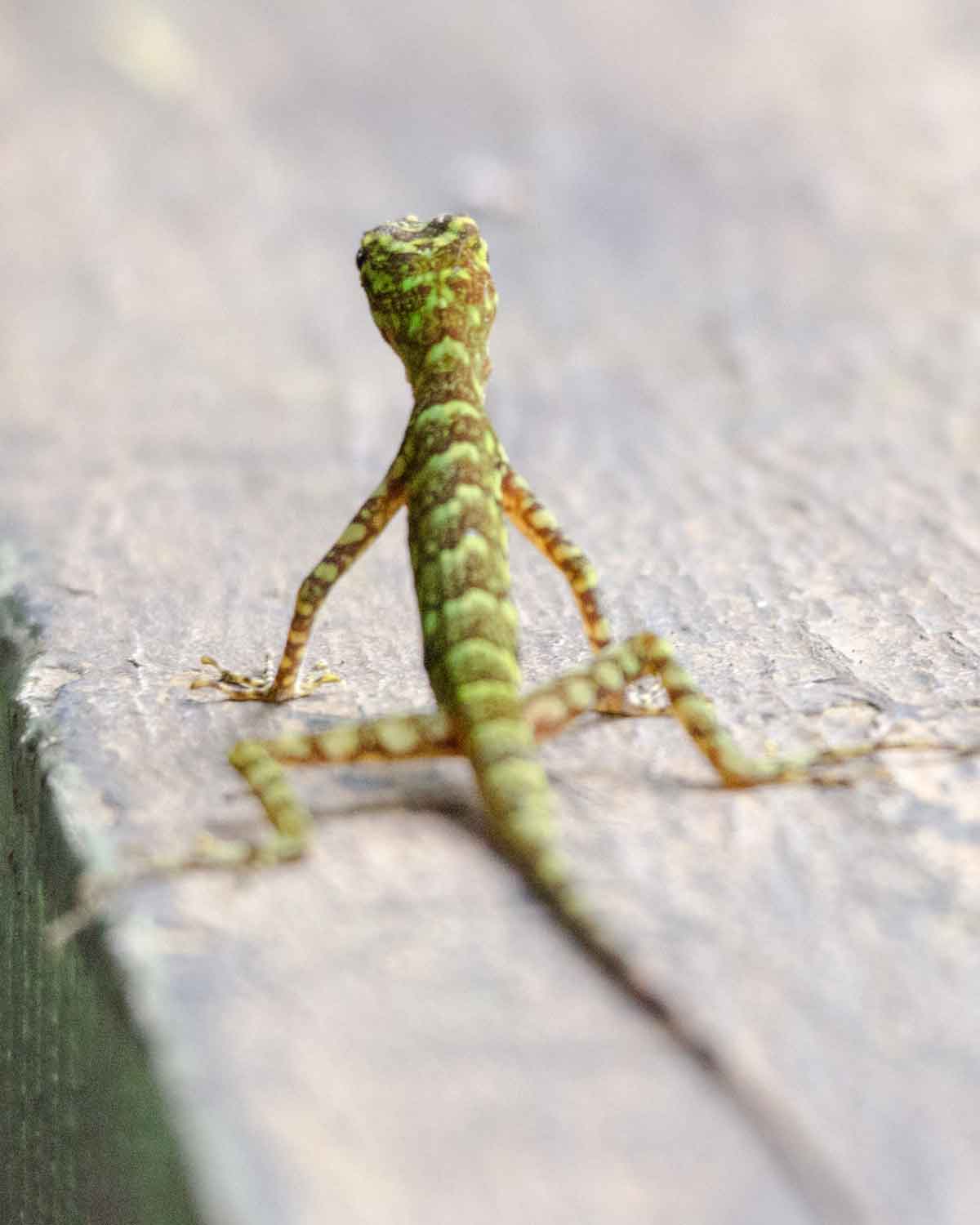 Un lagarto no identificado visto en la Mindo Cloud Forest Foundation | ©Angela Drake Un lagarto no identificado visto en la Mindo Cloud Forest Foundation | ©Angela Drake