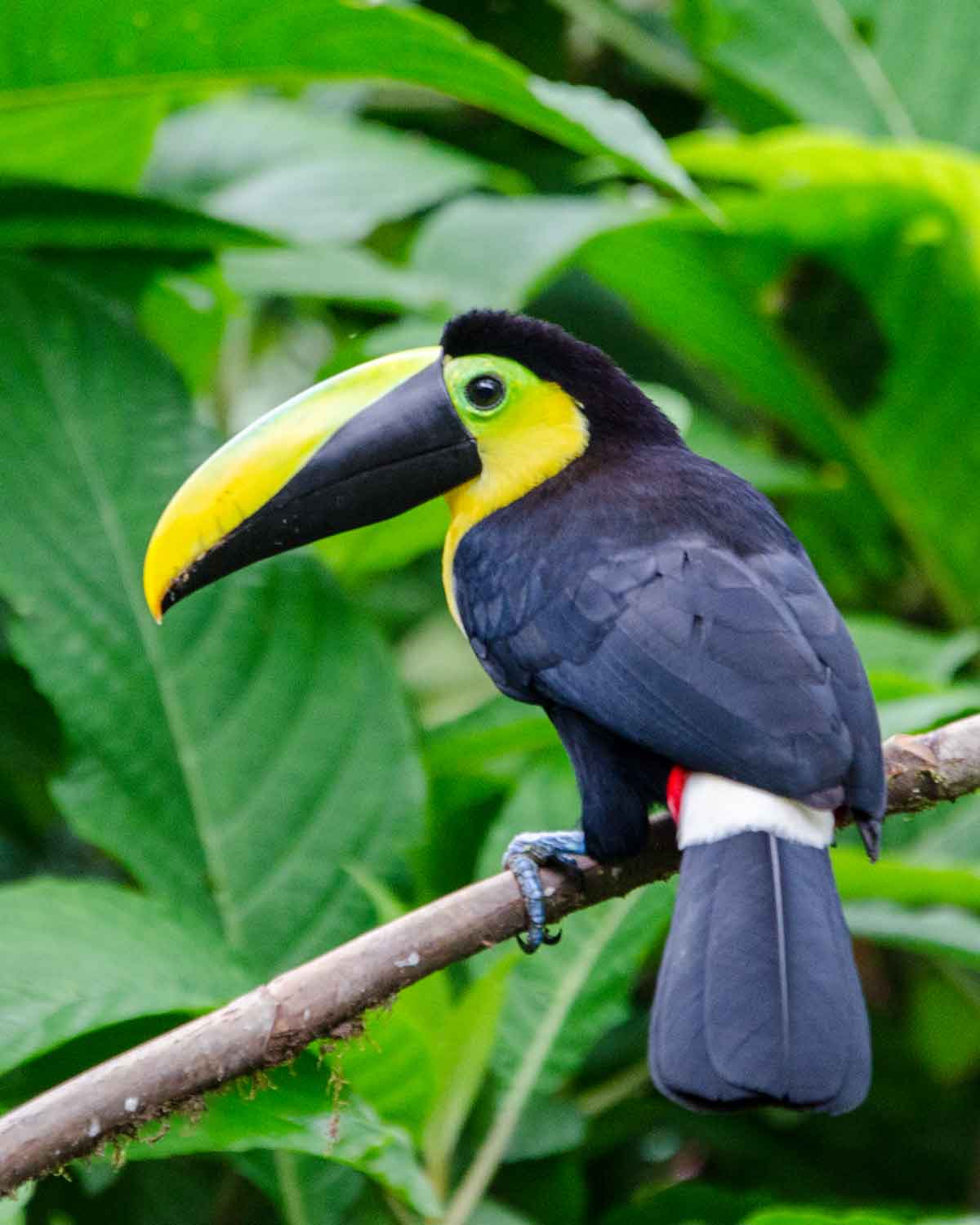 El endémico tucán del Chocó visto en la Mindo Cloud Forest Foundation | ©Angela Drake El endémico tucán del Chocó visto en la Mindo Cloud Forest Foundation | ©Angela Drake