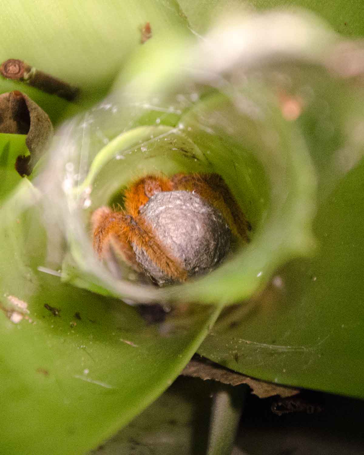 Una araña tarántula no identificada sosteniendo un saco de huevos; Ecolodge San Jorge de Milpe | ©Angela Drake Una araña tarántula no identificada sosteniendo un saco de huevos; Ecolodge San Jorge de Milpe | ©Angela Drake