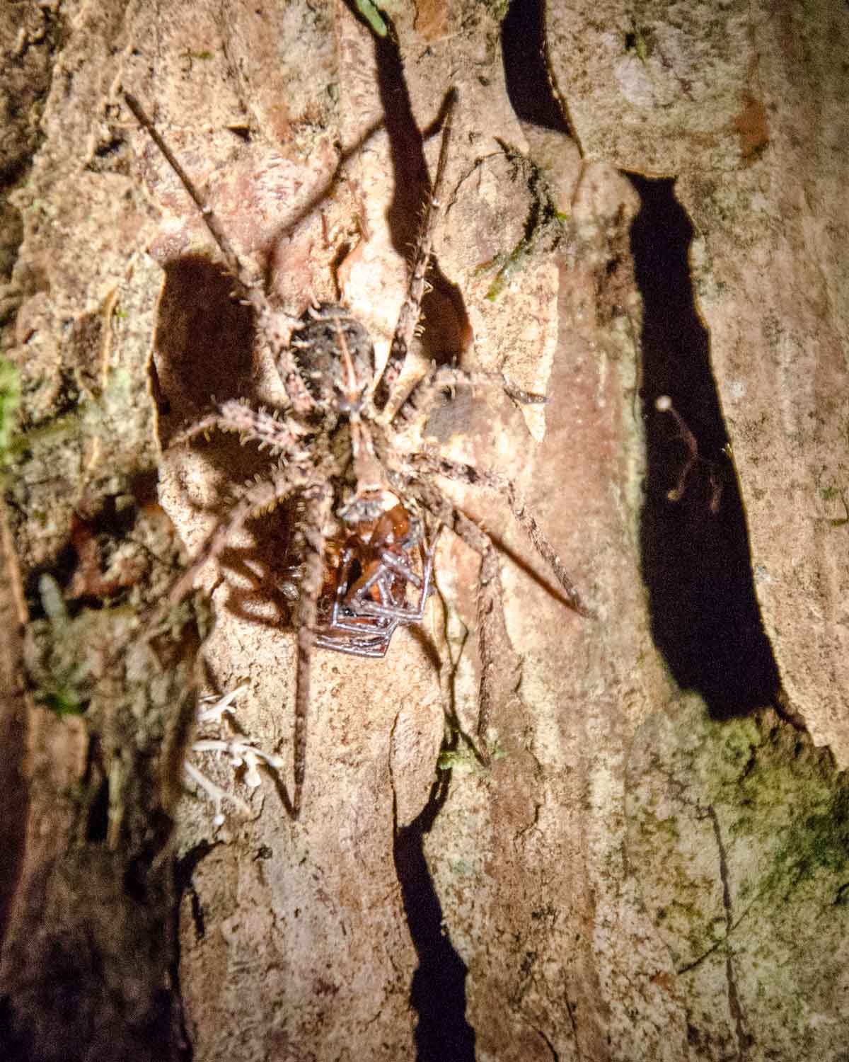 Una araña no identificada con presa; Ecolodge San Jorge de Milpe | ©Angela Drake Una araña no identificada con presa; Ecolodge San Jorge de Milpe | ©Angela Drake
