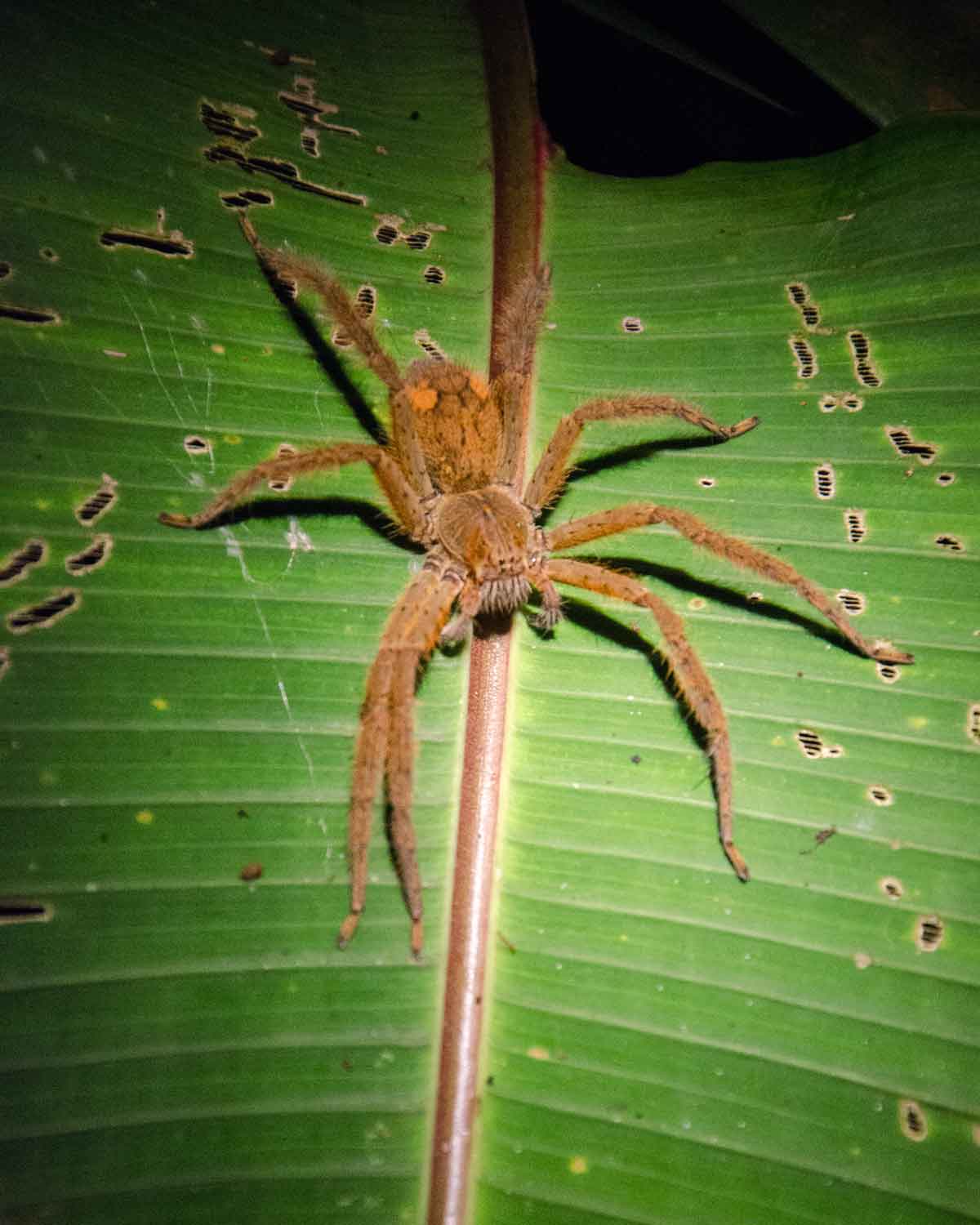 Una araña tarántula no identificada vista en el Ecolodge San Jorge de Milpe | ©Angela Drake Una araña tarántula no identificada vista en el Ecolodge San Jorge de Milpe | ©Angela Drake
