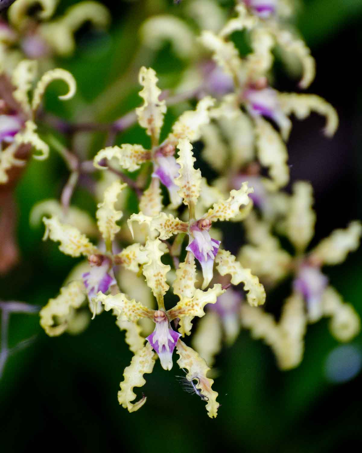 Orquídeas de la Reserva de Biosfera Chocó Andino de Pichincha | ©Angela Drake Orquídeas de la Reserva de Biosfera Chocó Andino de Pichincha | ©Angela Drake