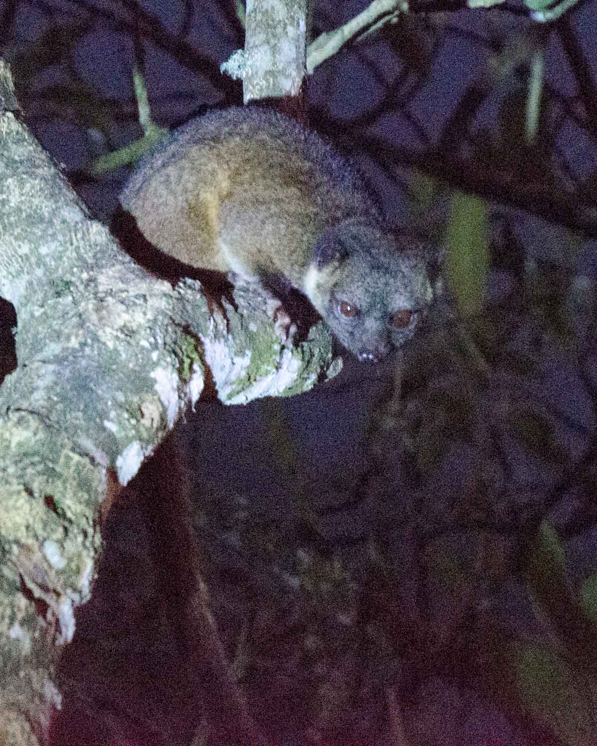 Un kinkajú visto en el Ecolodge San Jorge de Tandayapa | ©Angela Drake Un kinkajú visto en el Ecolodge San Jorge de Tandayapa | ©Angela Drake