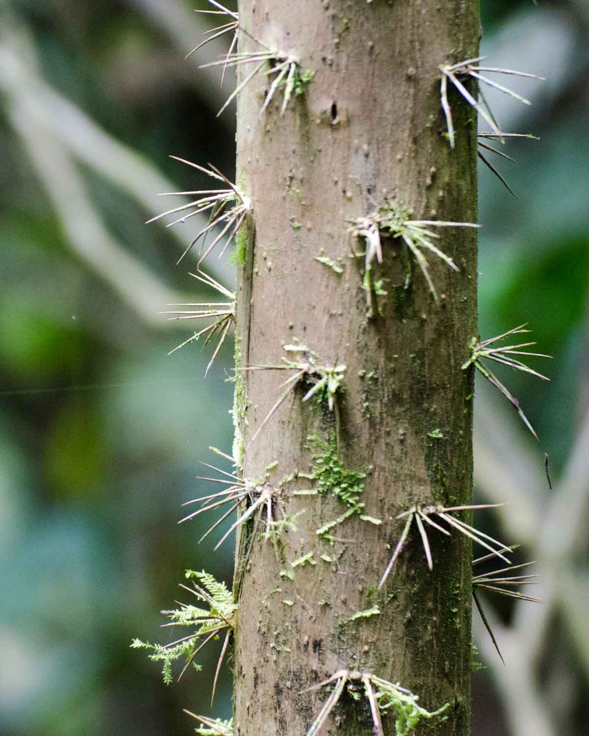 Ejemplo de espinas en un árbol en los bosques nubosos del Chocó Andino, Ecuador | ©Angela Drake Ejemplo de espinas en un árbol en los bosques nubosos del Chocó Andino, Ecuador | ©Angela Drake