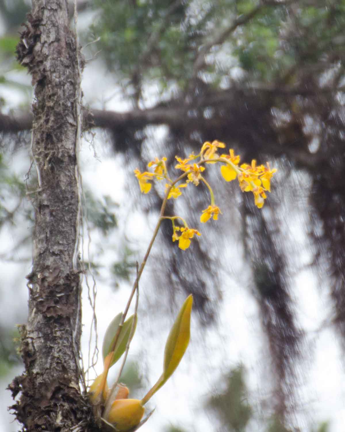 Orquídeas de la Reserva de Biosfera Chocó Andino de Pichincha | ©Angela Drake Orquídeas de la Reserva de Biosfera Chocó Andino de Pichincha | ©Angela Drake