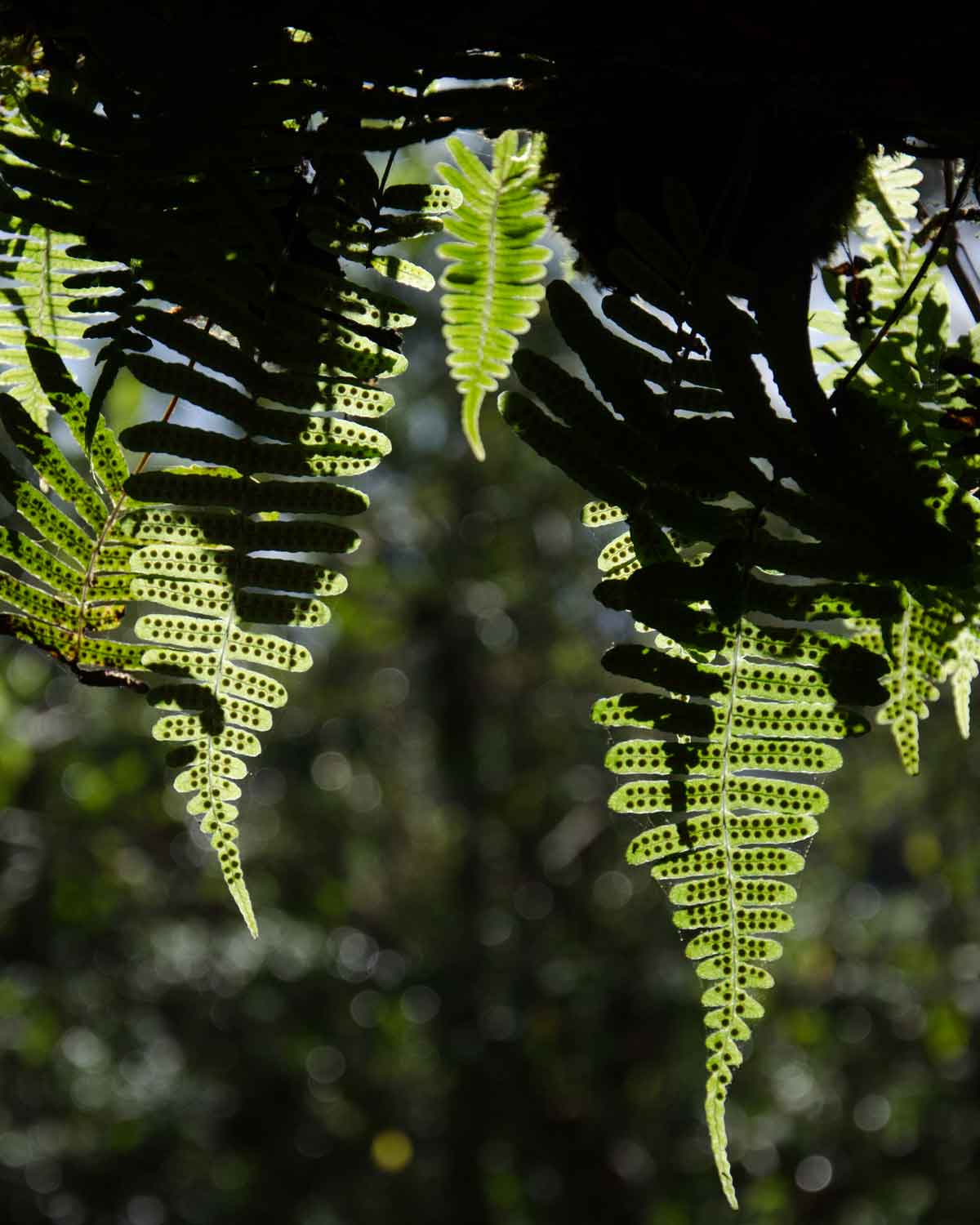 Un ejemplo de helechos que se encuentran por toda la Reserva de Biosfera Chocó Andino, Ecuador | ©Angela Drake Un ejemplo de helechos que se encuentran por toda la Reserva de Biosfera Chocó Andino, Ecuador | ©Angela Drake