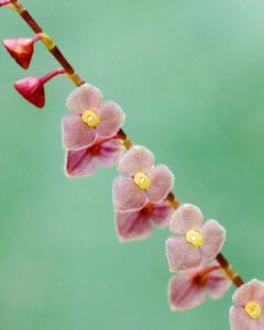 Orchid, Choco Andino Biosphere Reserve, Ecuador | ©Angela Drake