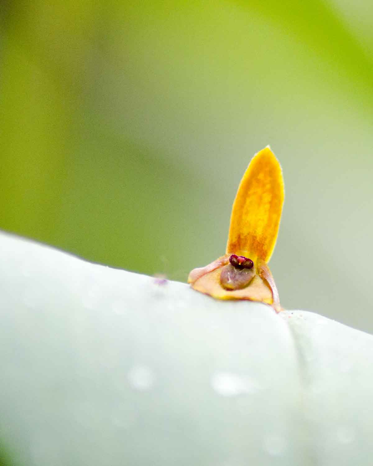 Orquídeas de la Reserva de Biosfera Chocó Andino de Pichincha | ©Angela Drake Orquídeas de la Reserva de Biosfera Chocó Andino de Pichincha | ©Angela Drake
