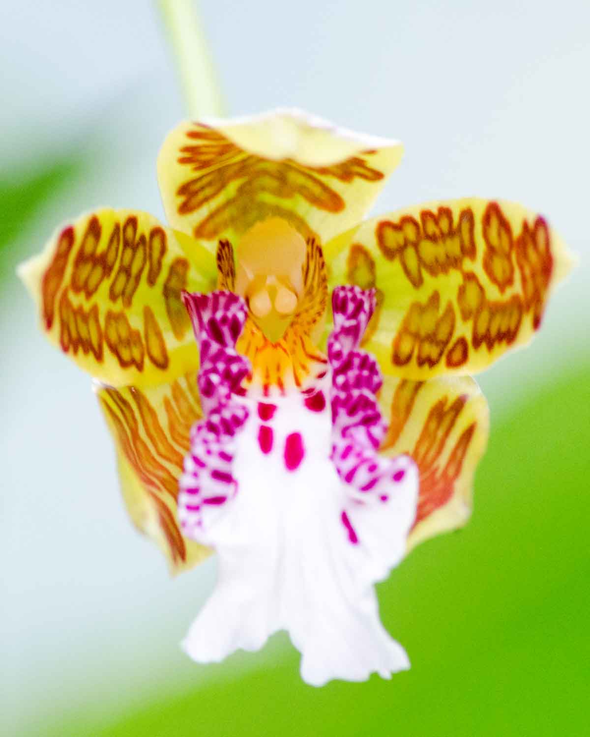 Orquídeas de la Reserva de Biosfera Chocó Andino de Pichincha | ©Angela Drake Orquídeas de la Reserva de Biosfera Chocó Andino de Pichincha | ©Angela Drake