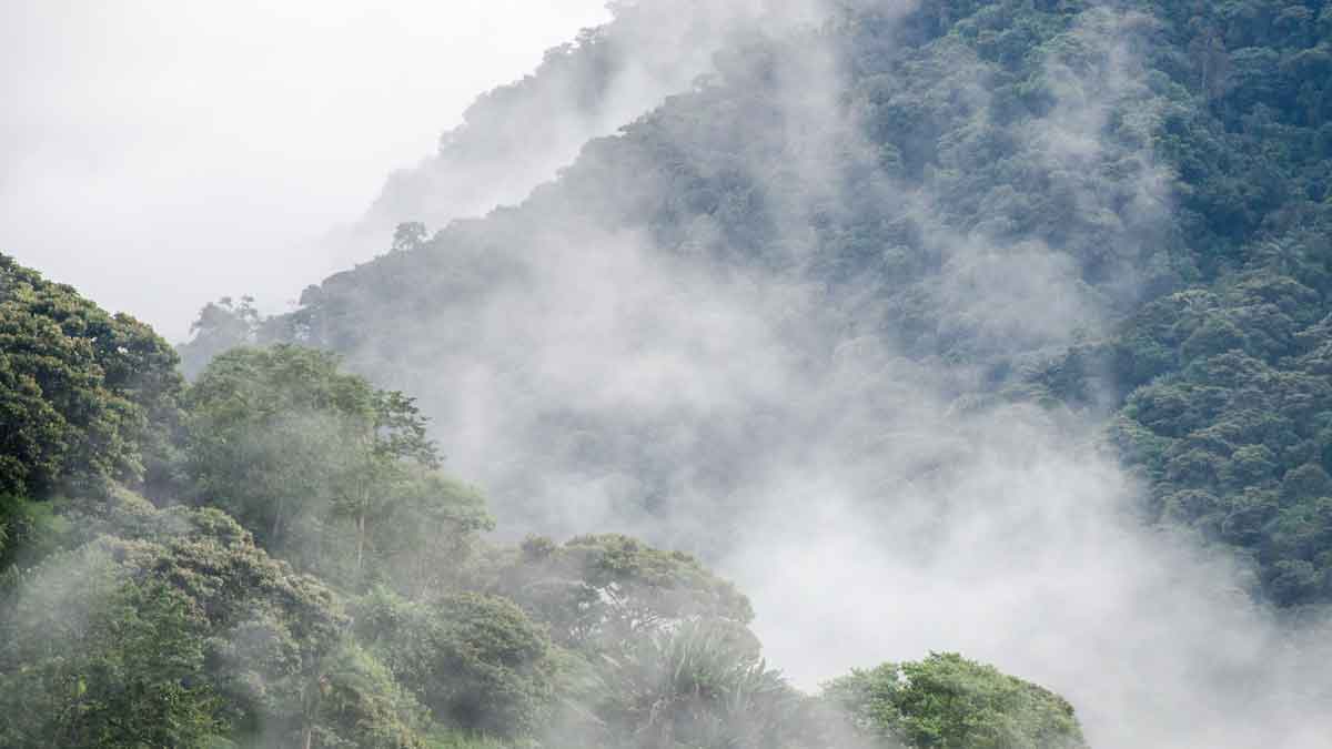 Bosques nubosos de gran altitud de la Reserva de Biosfera Chocó Andino, Ecuador | ©Angela Drake Bosques nubosos de gran altitud de la Reserva de Biosfera Chocó Andino, Ecuador | ©Angela Drake