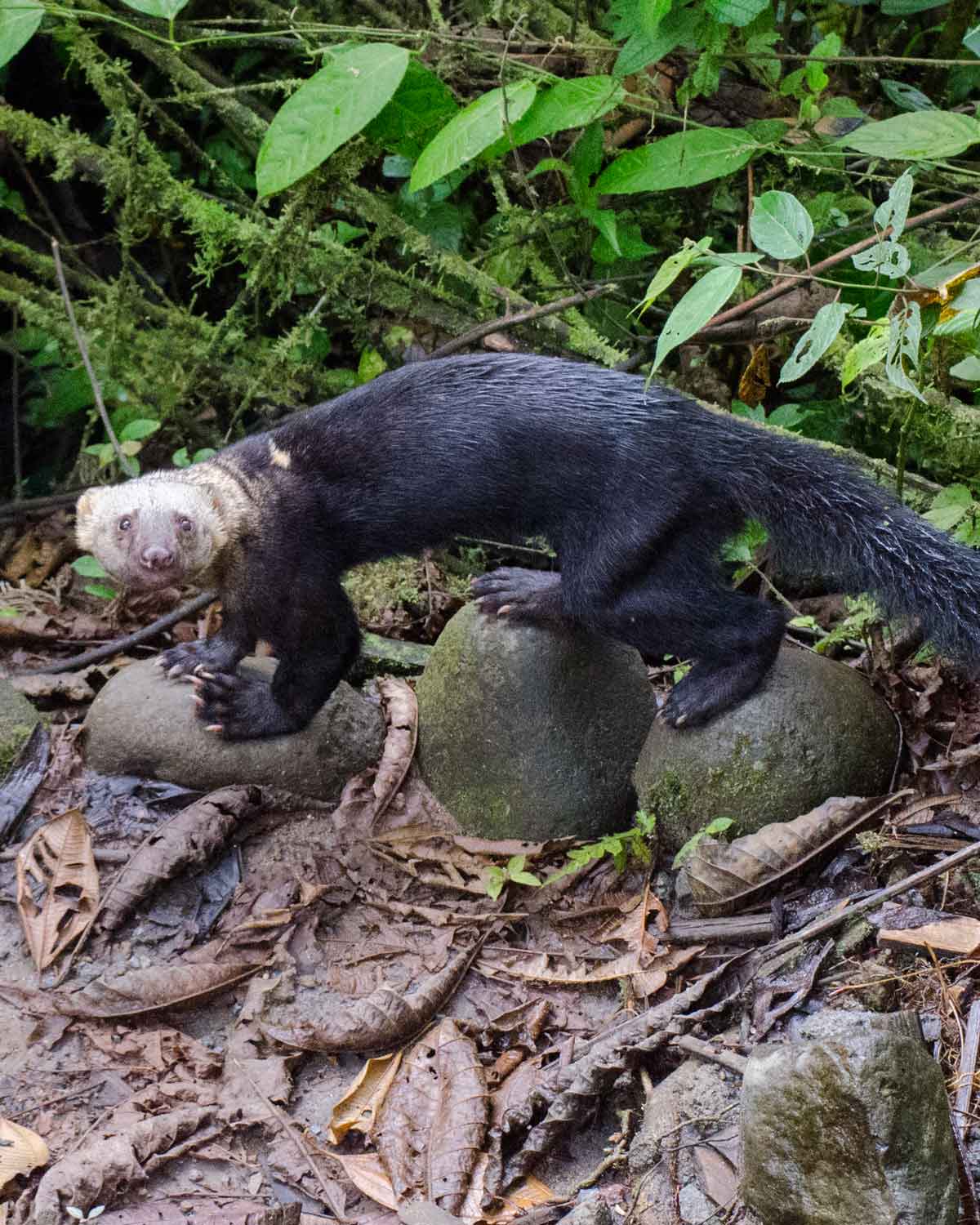 Una tayra juvenil vista en el Ecolodge San Jorge de Milpe | ©Angela Drake Una tayra juvenil vista en el Ecolodge San Jorge de Milpe | ©Angela Drake