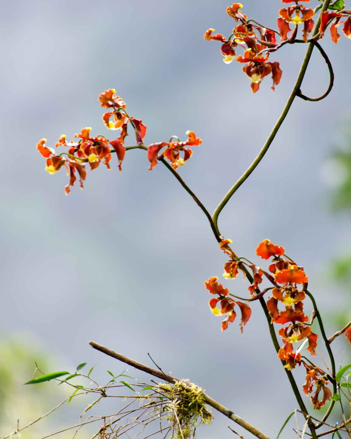 Orquídeas de la Reserva de Biosfera Chocó Andino de Pichincha | ©Angela Drake Orquídeas de la Reserva de Biosfera Chocó Andino de Pichincha | ©Angela Drake