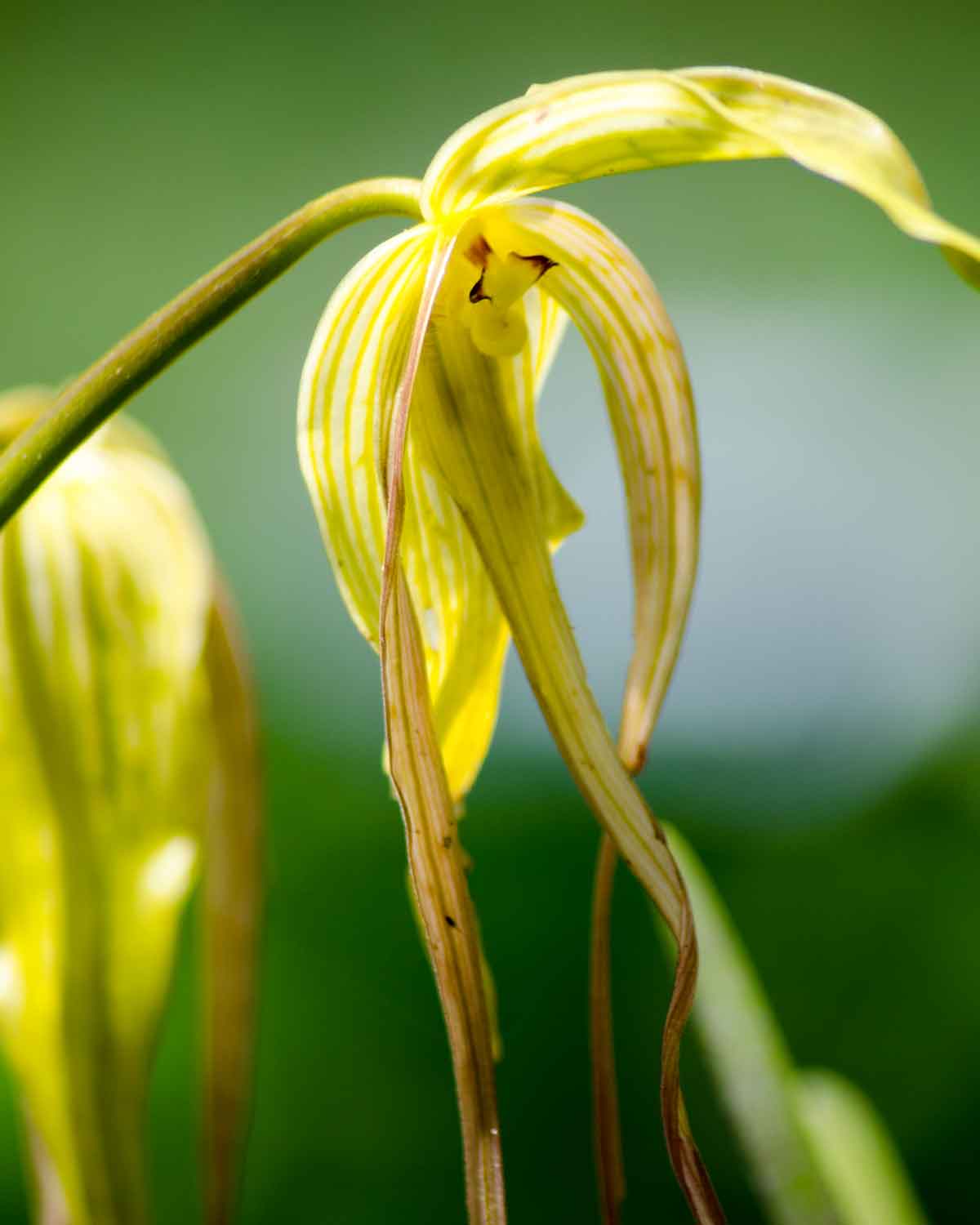 Orquídeas de la Reserva de Biosfera Chocó Andino de Pichincha | ©Angela Drake Orquídeas de la Reserva de Biosfera Chocó Andino de Pichincha | ©Angela Drake