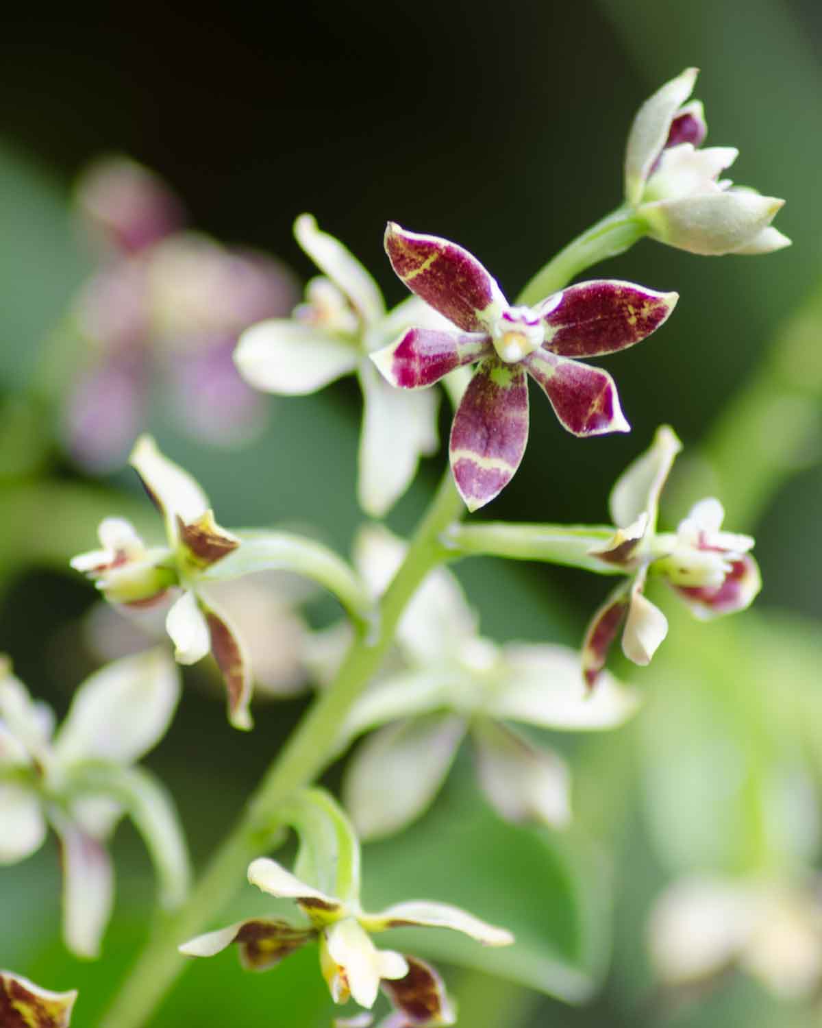 Orquídeas de la Reserva de Biosfera Chocó Andino de Pichincha | ©Angela Drake Orquídeas de la Reserva de Biosfera Chocó Andino de Pichincha | ©Angela Drake