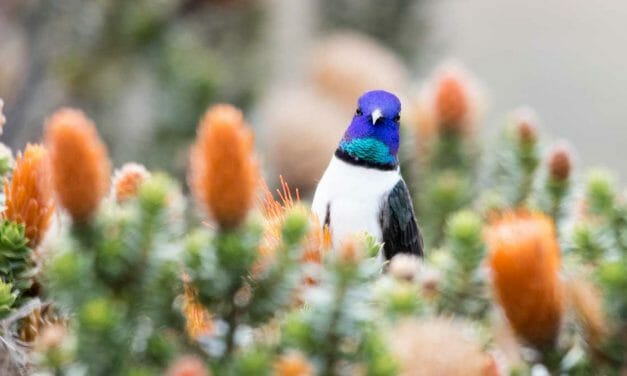 The Iconic Star of Chimborazo Hummingbird