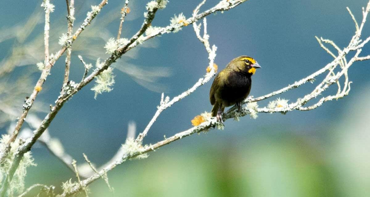 Our Big Day, San Agustín, Colombia 2018