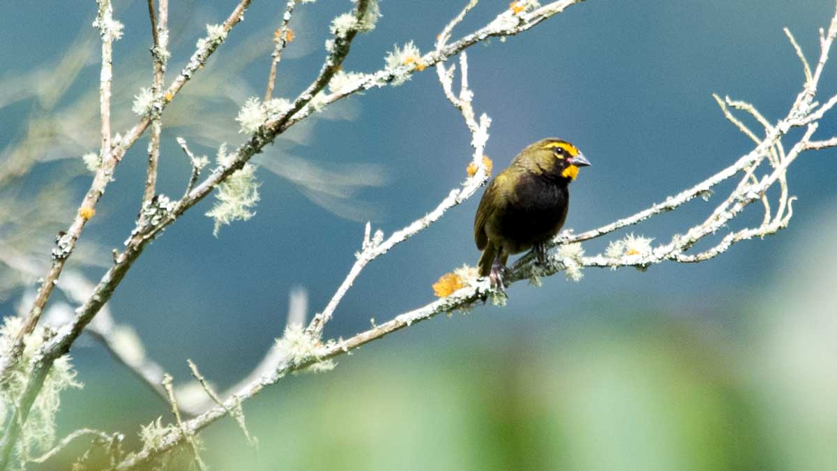 Black-crested Warbler, San Agustín, Colombia | ©Angela Drake