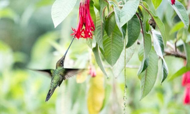 Birdwatching at the Quito Botanical Garden