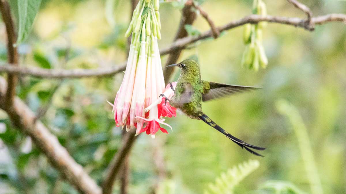 Trainbearer de cola negra, hembra, Jardín Botánico de Quito, Ecuador | ©Ángela Drake