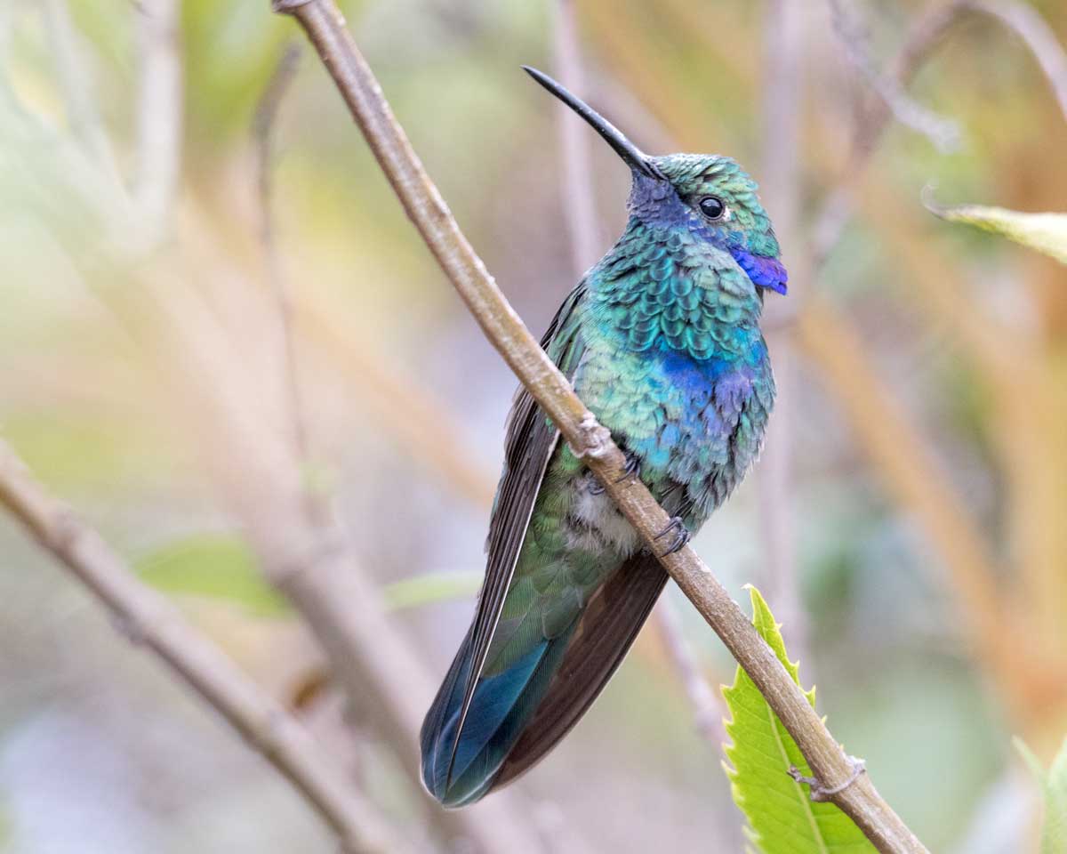 Colibrí Violetear Brillante, Cóndor Tambo, Ecuador | ©Ángela Drake