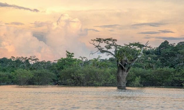 El salvaje Cuyabeno en imágenes – Un ensayo fotográfico inmersivo