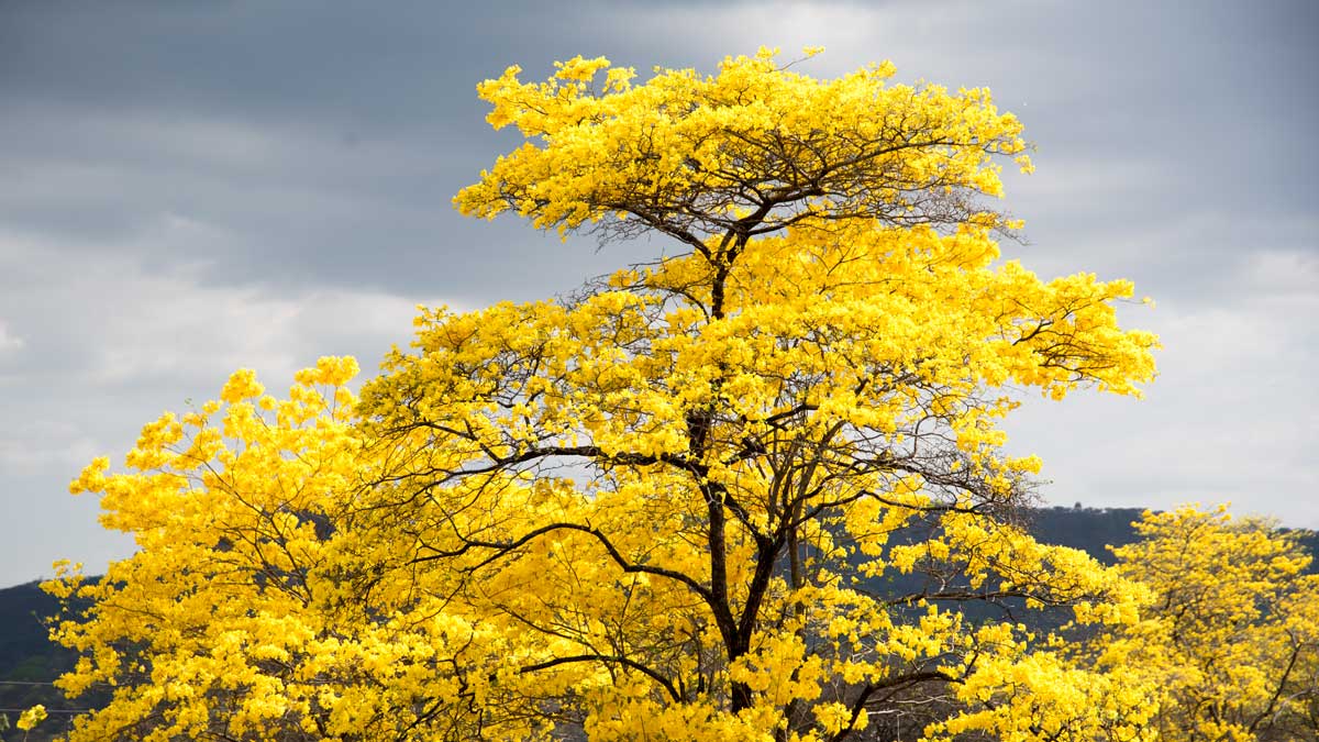 Un Guayacán Alto; Mangahurco, Ecuador | ©Angela Drake