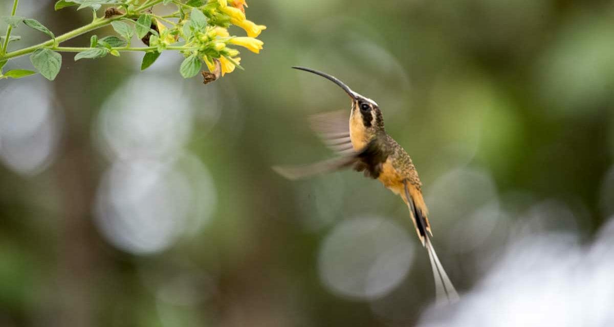 The Birdwatchers House, Mindo, Ecuador