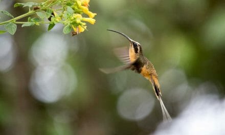 The Birdwatchers House, Mindo, Ecuador