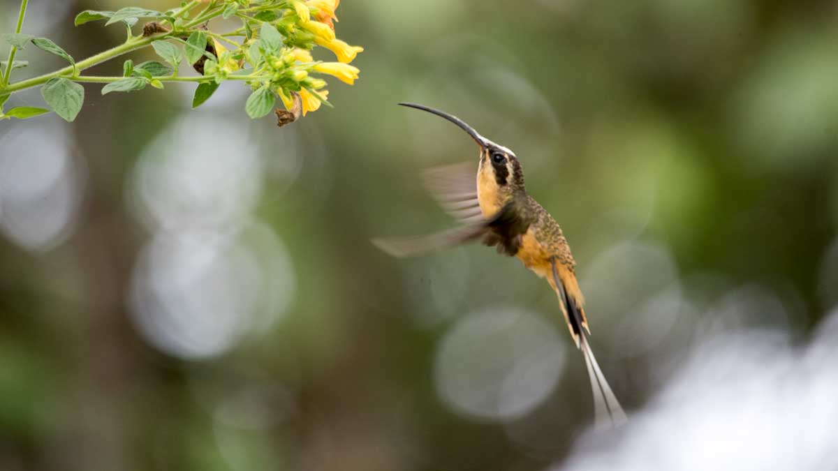 Tawny-bellied Hermit, Birdwatcher's House, Santa Rosa de Mindo, Ecuador | ©Angela Drake