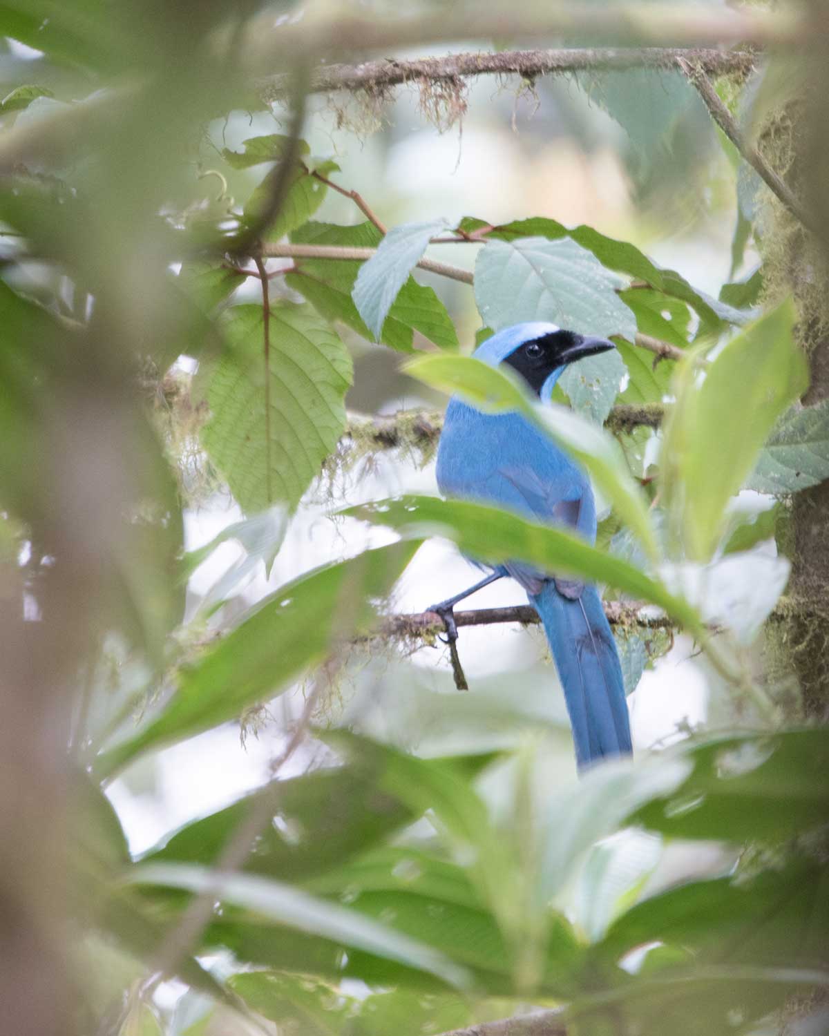 Un arrendajo turquesa, Birdwatcher's House, Santa Rosa de Mindo, Ecuador | ©Angela Drake Un arrendajo turquesa, Birdwatcher's House, Santa Rosa de Mindo, Ecuador | ©Angela Drake
