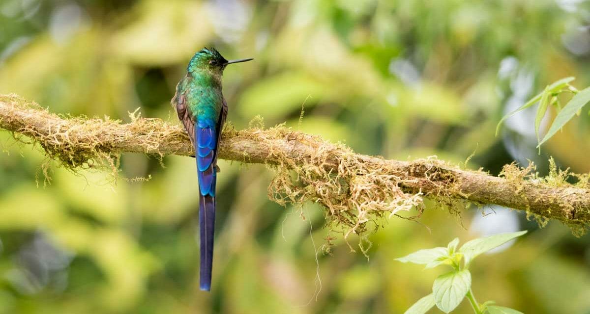 Un impresionante colibrí de cola larga cerca de Quito