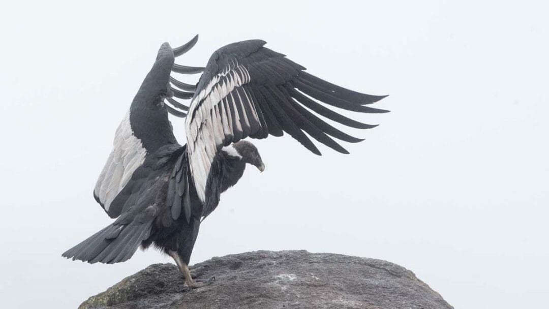 Andean condor adaptations image