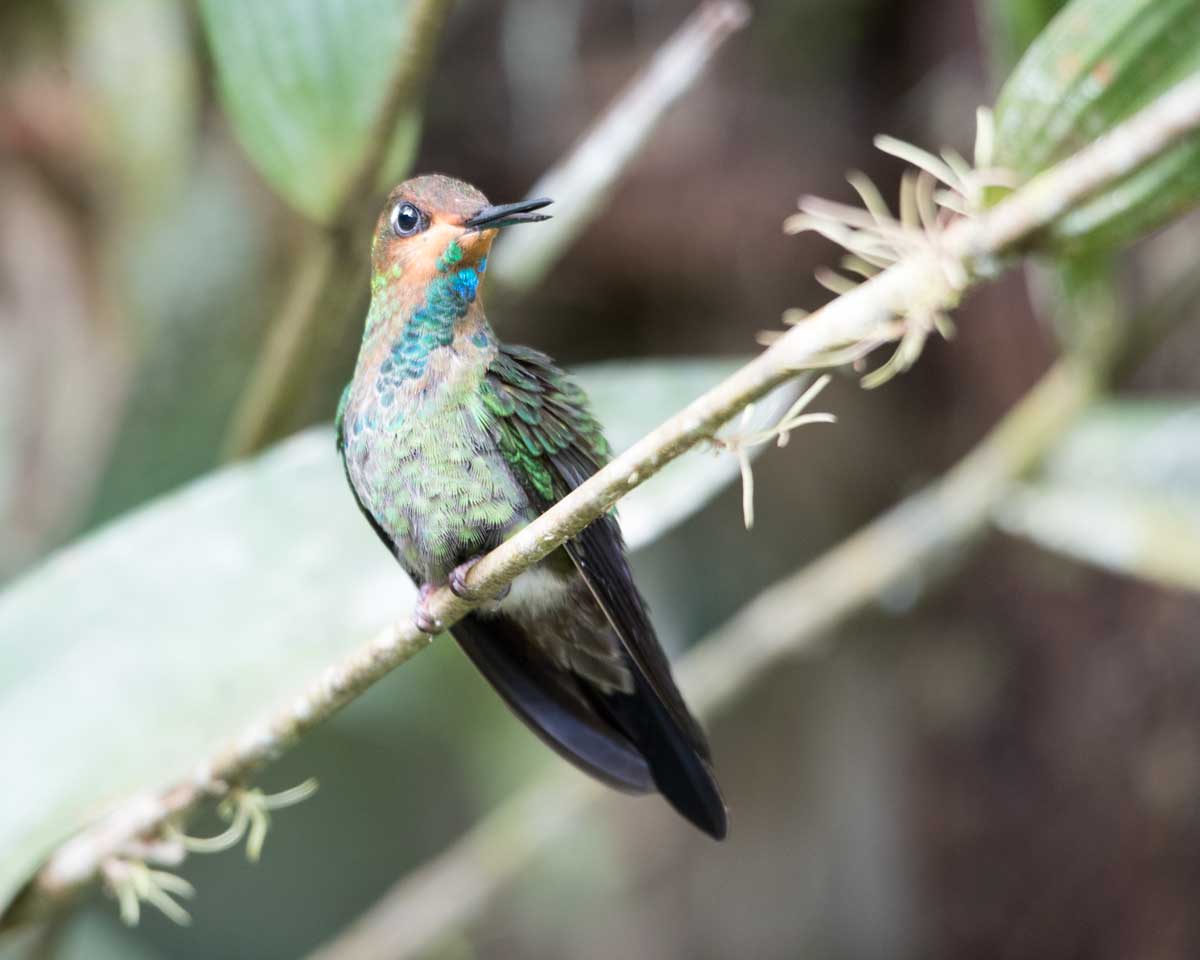 ¿Dónde encontramos a los colibríes en Ecuador?