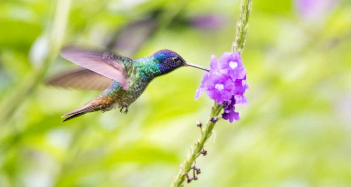 Copalinga Lodge and Reserve: A Jewel of Southern Ecuador