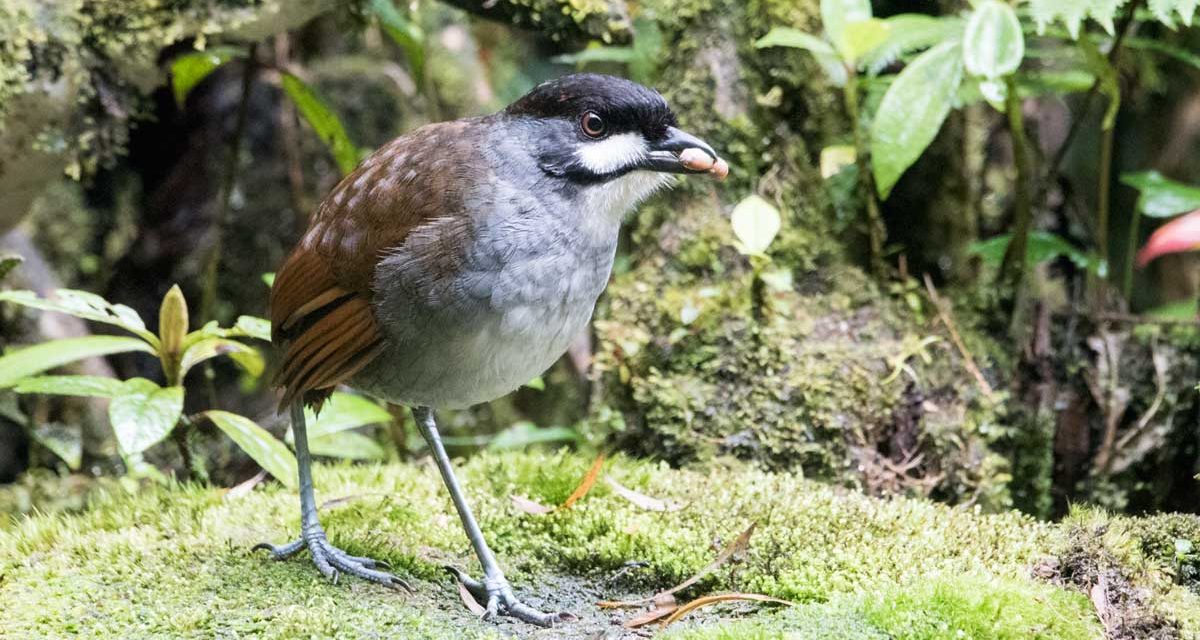 The Quirky Jocotoco Antpitta
